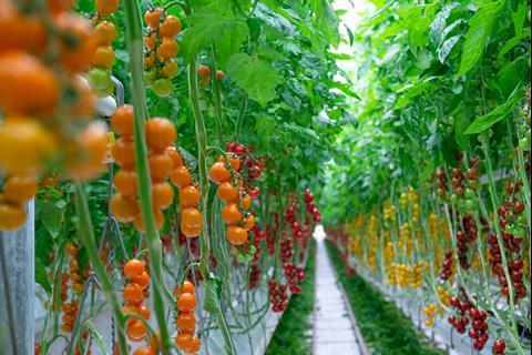 Tomato growing in UK British Tomatoes